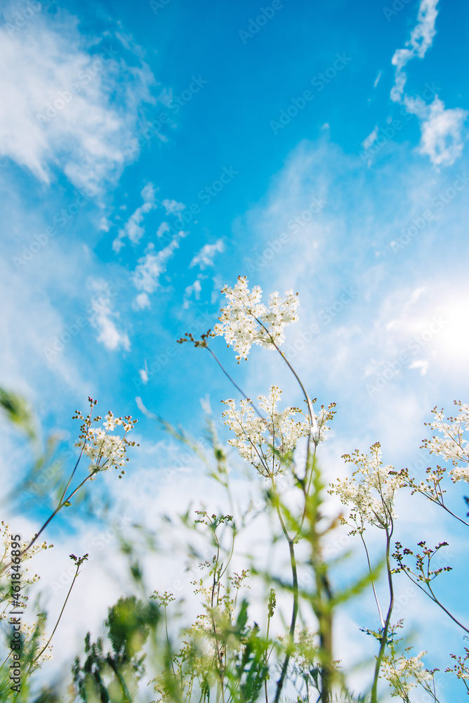 Meadowsweet, or Labaznik (lat. Filipéndula) is a genus of perennial grasses of the Rosaceae family. Meadow on a sunny summer day. Meadowsweet, or Labaznik (lat. Filipéndula) is a genus of perennial grasses of the Rosaceae family. Meadow on a sunny summer day.