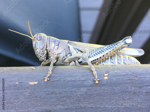 Closeup shot of a grasshopper on a woonden surface photo