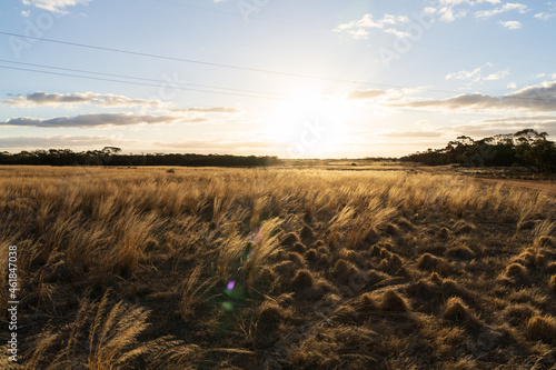 Meadow of grass in Victoria's Mallee region