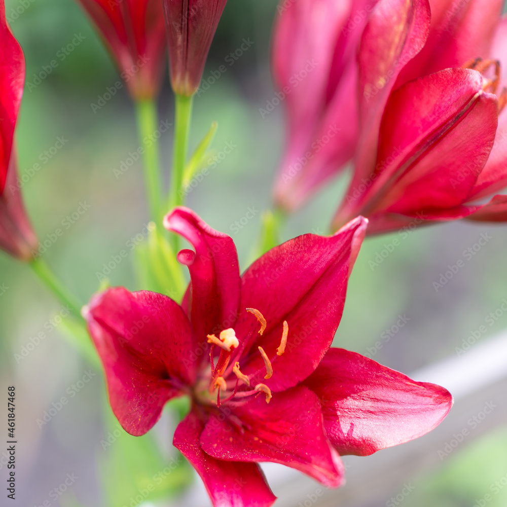 Beautiful lily flower on a background of green leaves. Lily flowers in the garden. Background texture with burgundy buds. Image of a flowering plant with crimson flowers of a varietal lily.