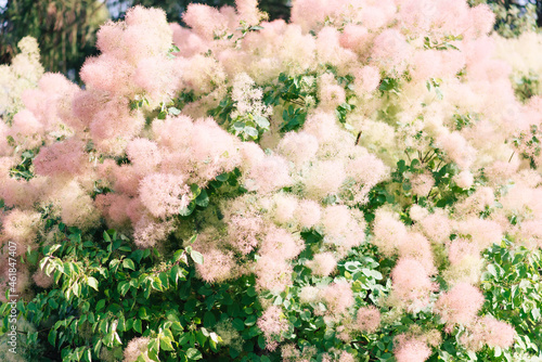 lush bloom of delicate pink fluffy scumpia (Cotinus) bushes photo