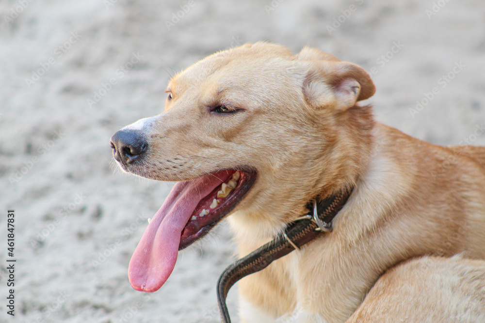 dog with a protruding tongue is resting