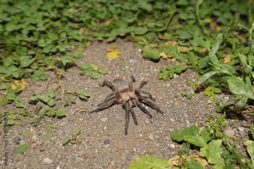 Female spider tarantula in the nature. Close up of a big tarantula. Closeup wild tarantula. Wildlife insects, insect. Beautiful bug, bugs. Animal, animals, wild nature, forest, woods, garden, park