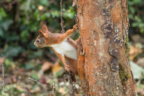 eichhörnchen © haiderose