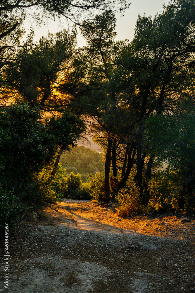 Golden sunset on the forest of Montagne Sainte-Victoire in Provence, France
