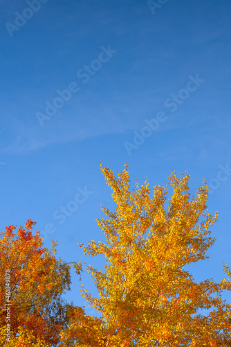 Landscape of autumn forest