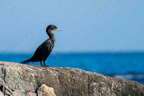 Foto Double Crested Cormorant - Overlooking Coast