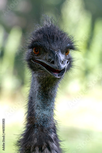 Emu - (Dromaius novaehollandiae) photo