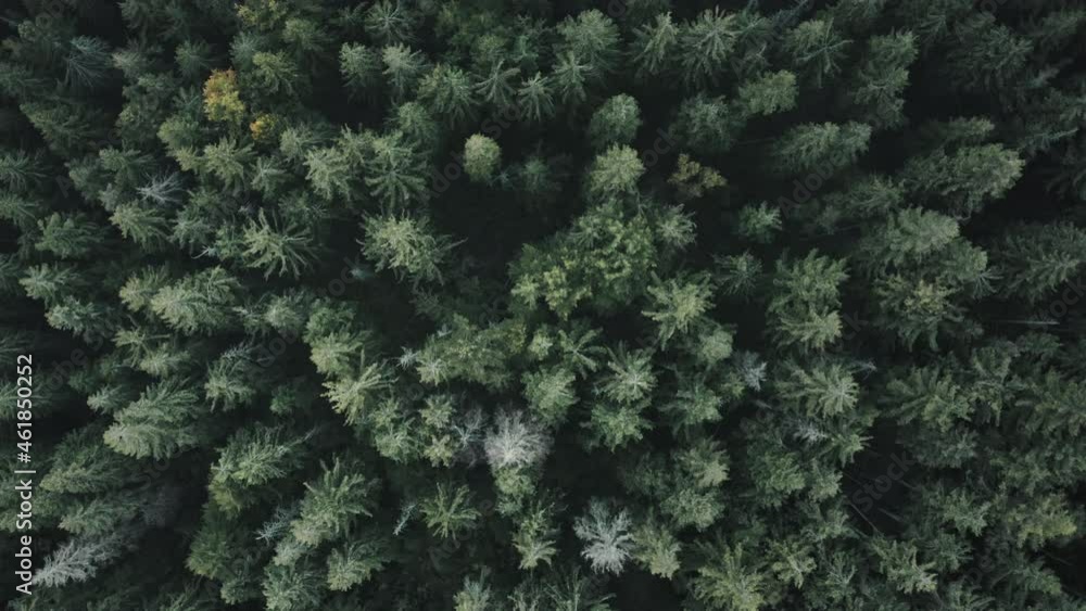 Pine Tree Zoom In Vidéo Stock Green pine tree spruce forest aerial top down view ...