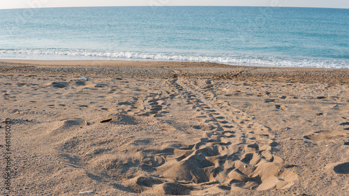 Sea turtle s trail on the beach. The trail of Caretta Caretta on the beach. 