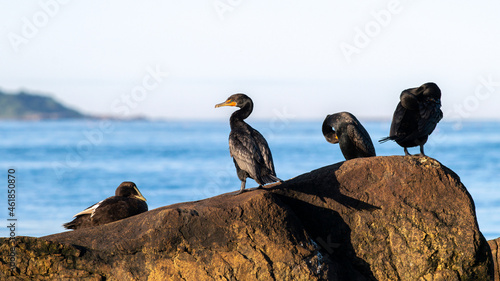 Shorebirds - Great Cormorants & Common Eider