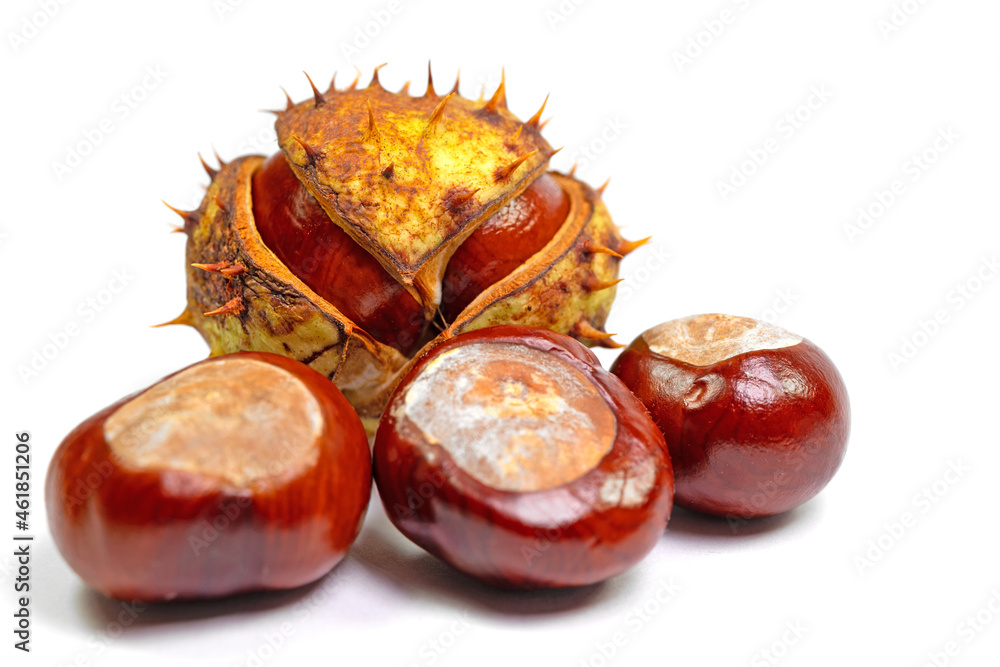 Rosskastanien, Aesculus hippocastanum, isoliert vor weißem Hintergrund Rosskastanien, Aesculus hippocastanum, isoliert vor weißem Hintergrund
