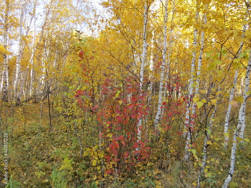 Wallpaper Mural Autumn Torontodigital.ca