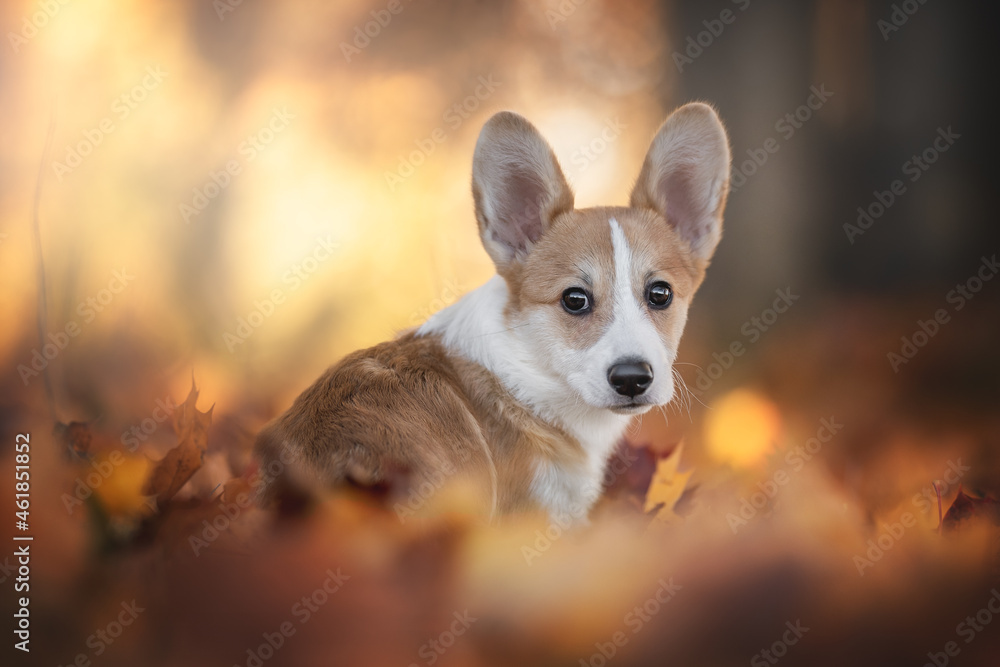 A cute little welsh corgi pembroke puppy dog sitting among red and yellow fallen leaves against the backdrop of a bright autumn landscape. Looking into the camera. Close-up portrait