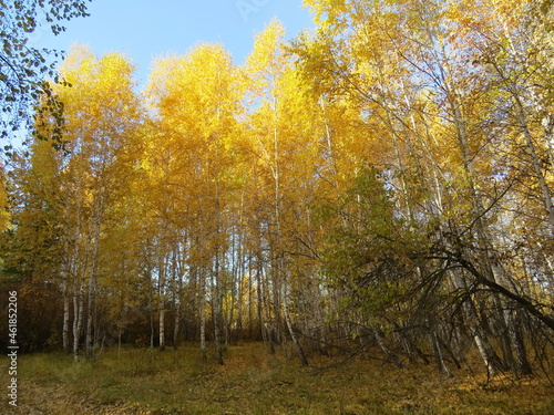 Wallpaper Mural Autumn Torontodigital.ca