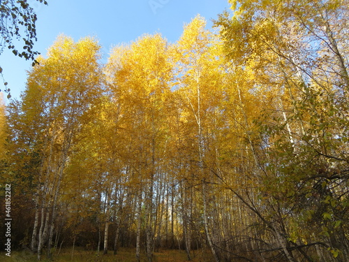 Wallpaper Mural Autumn Torontodigital.ca