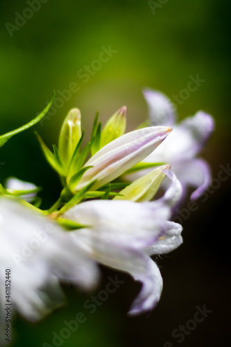 close up of a flower