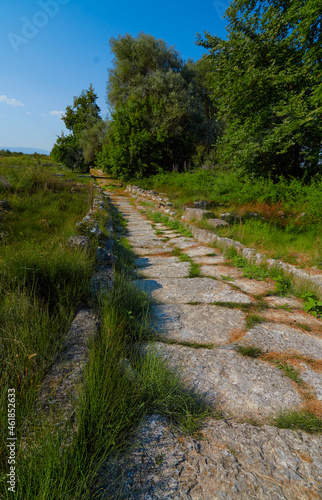 path in the forest