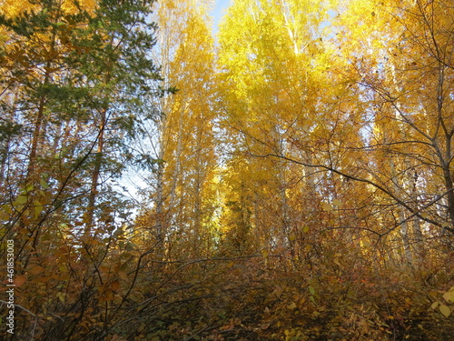 Wallpaper Mural Autumn Torontodigital.ca