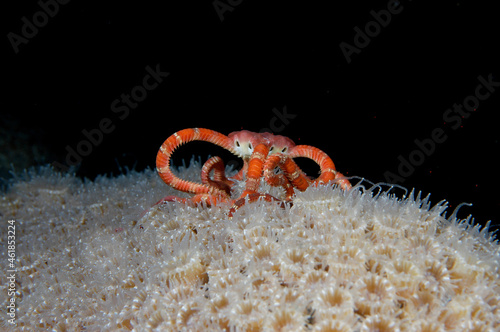 Ruby brittle star on the extended polyps of mountainous star coral at night