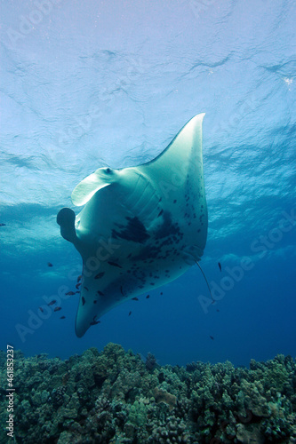 Vertical shot of a manta ray underwater