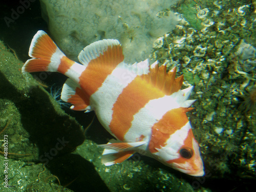 Beautiful flag rockfish underwater photo