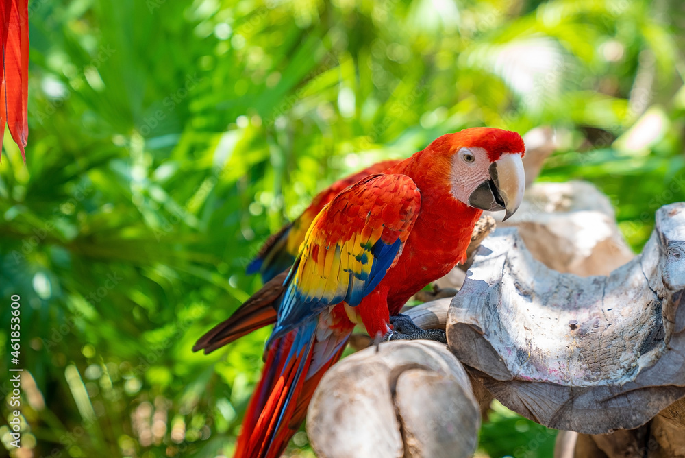 Fototapeta premium Long tailed red macaw parrots perching on tree bark in Xcaret ecotourism park. Macau birds in forest