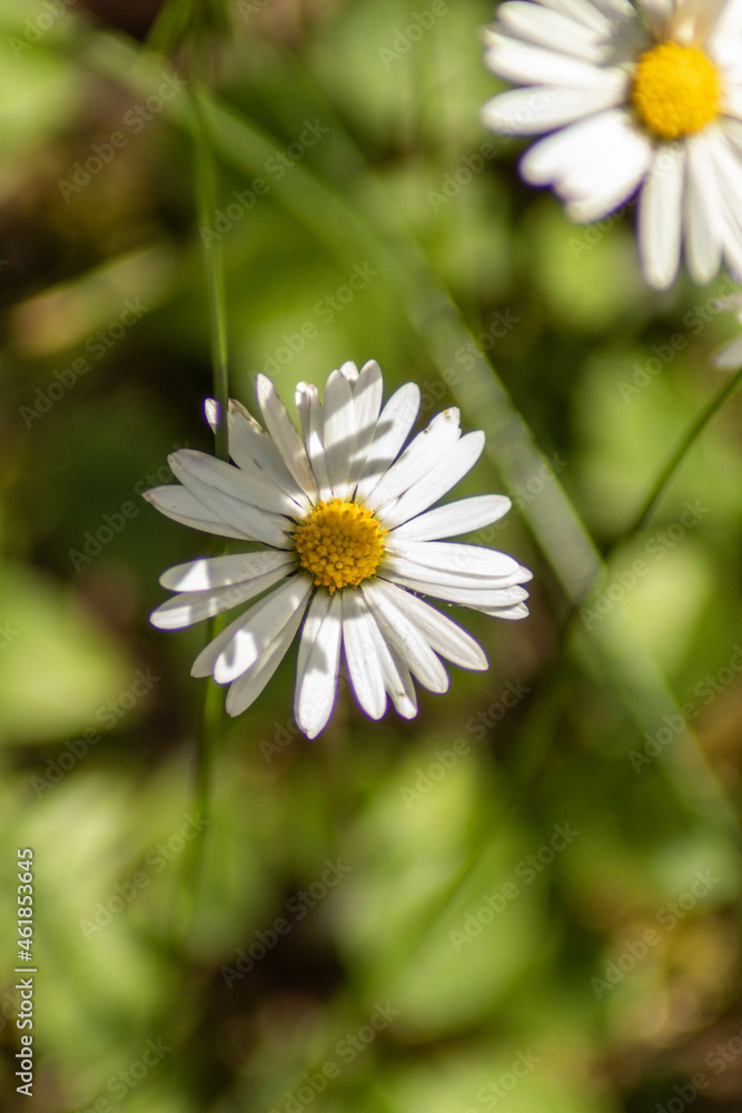 Obraz premium white daisy flower