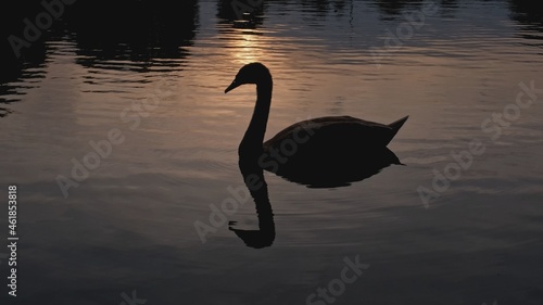 Scenic Silhouette of Black Beautiful Swan Floating Peacefully on Calm Water Pond in Rays of Sun during Sunset  