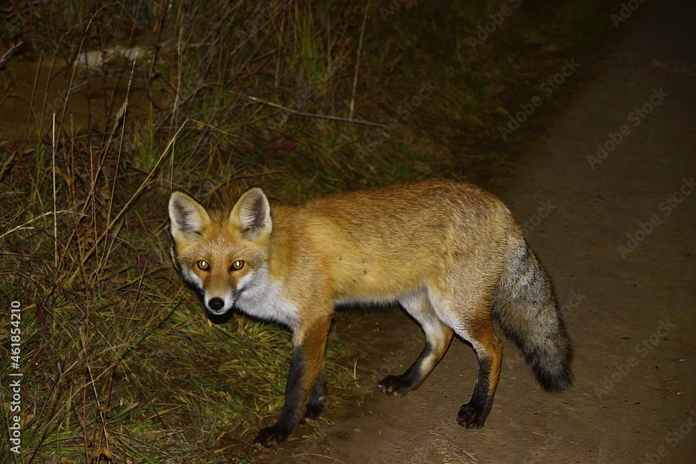 The fox is hunting in the field