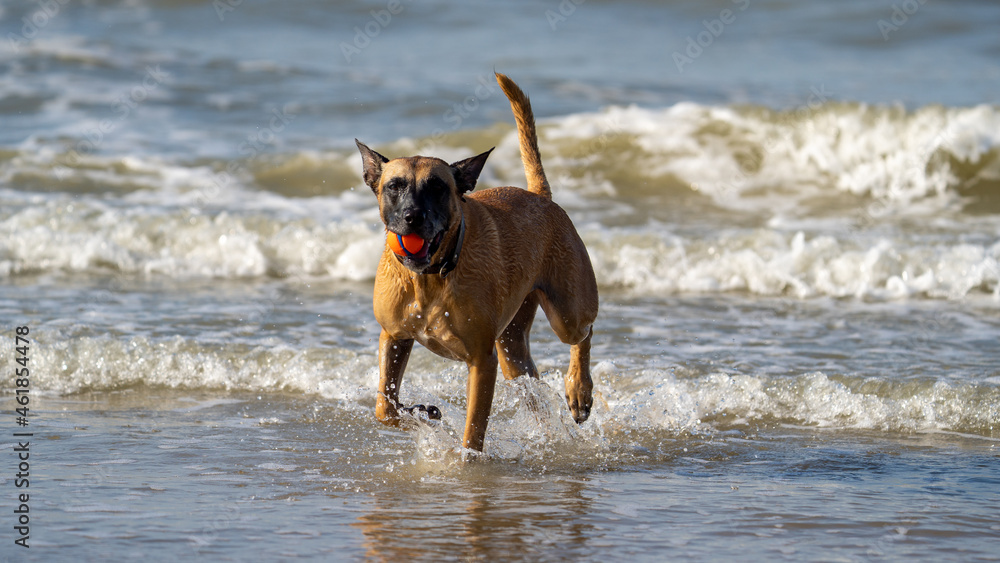 dog running on the beach and playing with a ball in the water dog running on the beach and playing with a ball in the water
