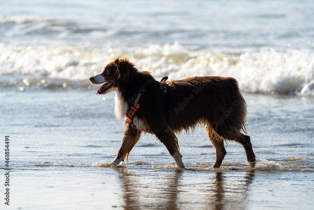 dog running on the beach with the sun in his back and a beautifull sunset dog running on the beach with the sun in his back and a beautifull sunset