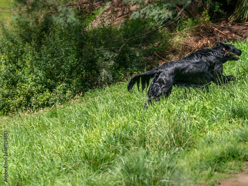 Speeding Black Dog © david hutchinson
