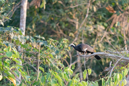 The blue-throated piping guan (Pipile cumanensis) photo