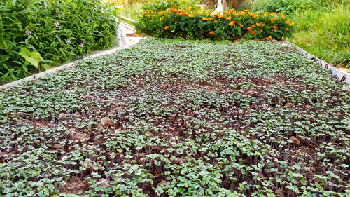 Planting green manure in the fall. Mustard on the ridge in the garden.