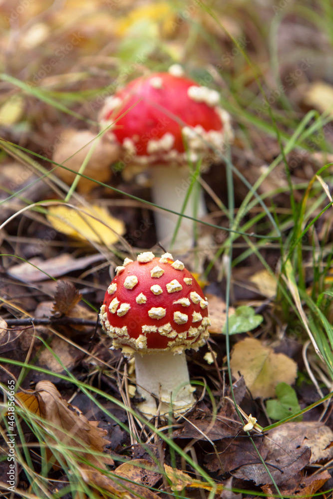 Amanita muscaria wild mushroom in autumn forest. Little young Fly agaric mushrooms in fall nature Amanita muscaria wild mushroom in autumn forest. Little young Fly agaric mushrooms in fall nature