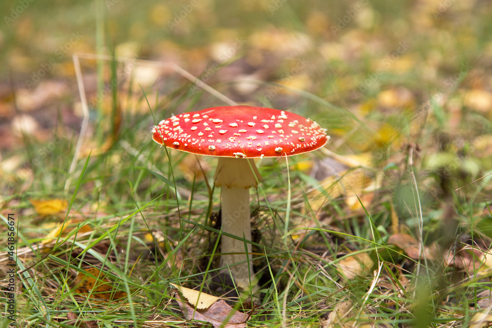 Amanita muscaria in autumn forest close up. Bright red Fly agaric wild mushroom in fall nature with green grass and yellow leaves Amanita muscaria in autumn forest close up. Bright red Fly agaric wild mushroom in fall nature with green grass and yellow leaves