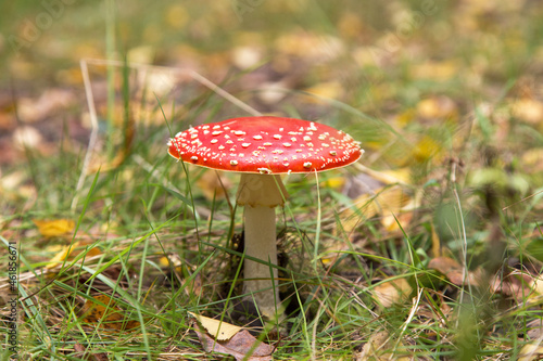 Amanita muscaria in autumn forest close up. Bright red Fly agaric wild mushroom in fall nature with green grass and yellow leaves