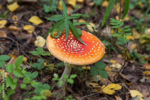 Beautiful orange red Amanita muscaria in autumn nature. Fly agaric wild mushroom in fall forest. Autumn colors background
