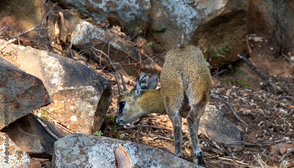 A small klipspringer antelope isolated on the rocks on an outcrop somewhere in Africa