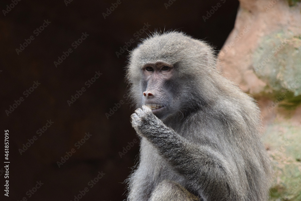 A Hamadryas baboon sitting on rocks holding its hand to its mouth looking as though it’s sniggering at something 