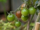 green tomatoes on vine