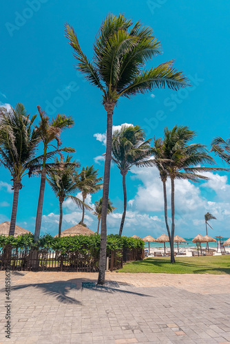 Cancun, Mexico. May 30, 2021. Coconut trees on footpath leading towards beach with straw canopies on sand in front of beautiful sea © Aerial Film Studio