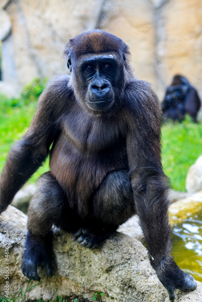 Hermoso y salvaje gorila de las tierras bajas en cautividad