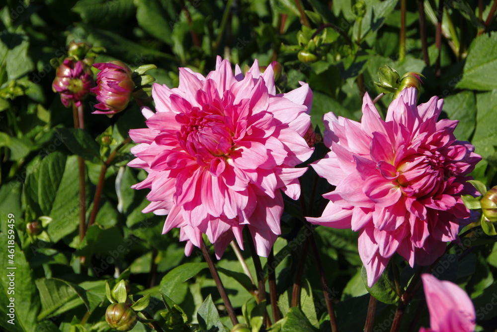 Rosa Dahlien auf der Insel Mainau Rosa Dahlien auf der Insel Mainau