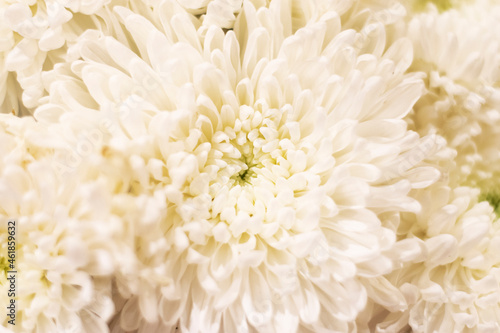 Fluffy white chrysanthemum background. Delicate floral background. © Юлия Усикова