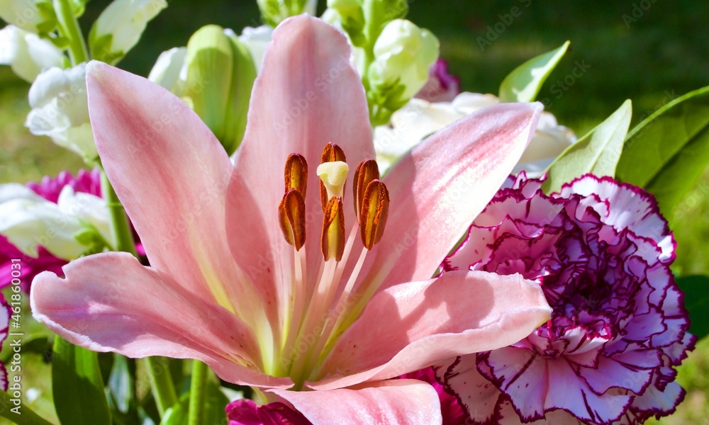 pink lily flower pink lily flower