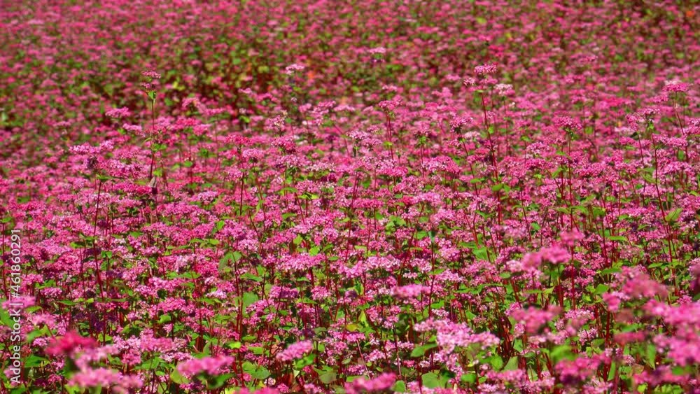 赤そばの花 赤そばの里 赤そばの花 赤そばの里