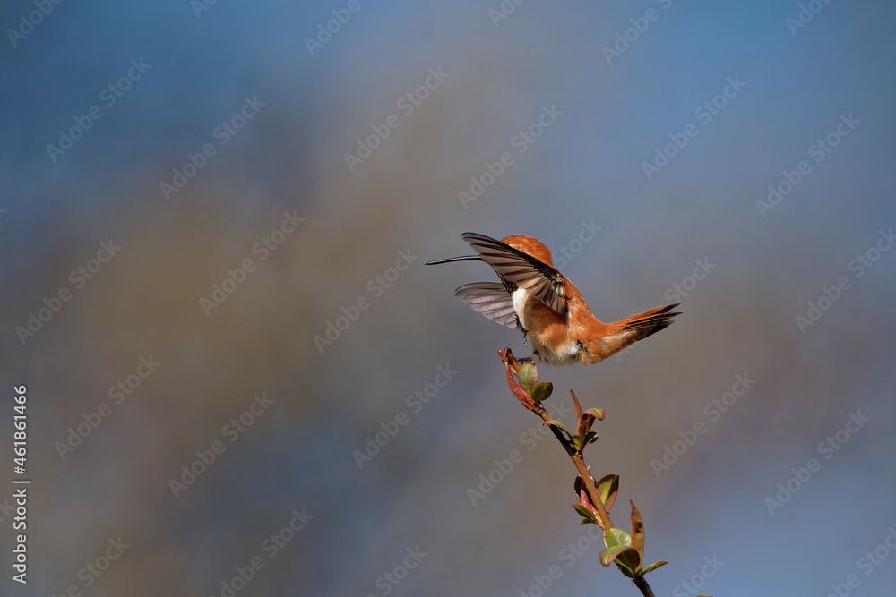 Fototapeta premium Closeup shot of a rufous hummingbird (Selasphorus rufus)