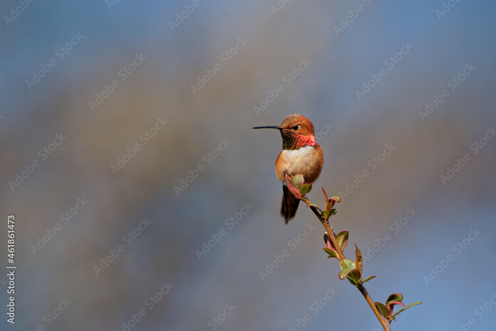 Fototapeta premium Closeup shot of a rufous hummingbird (Selasphorus rufus) sitting on a branch